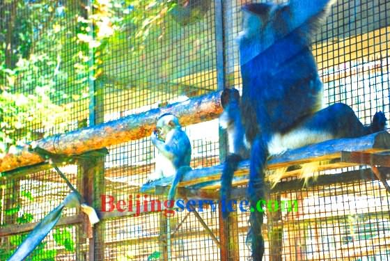 Photo of Beijing Zoo