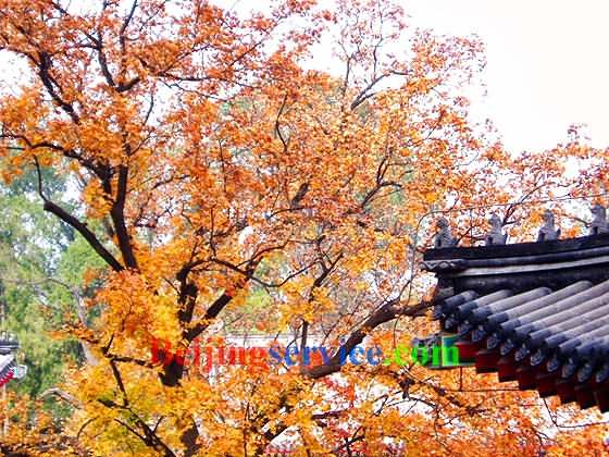 Autumn tour to Botanical Garden Beijing 