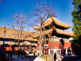 Buddhist Temple Beijing